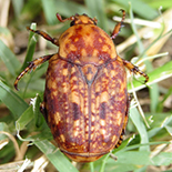 Porphyronota hebreae hebreae